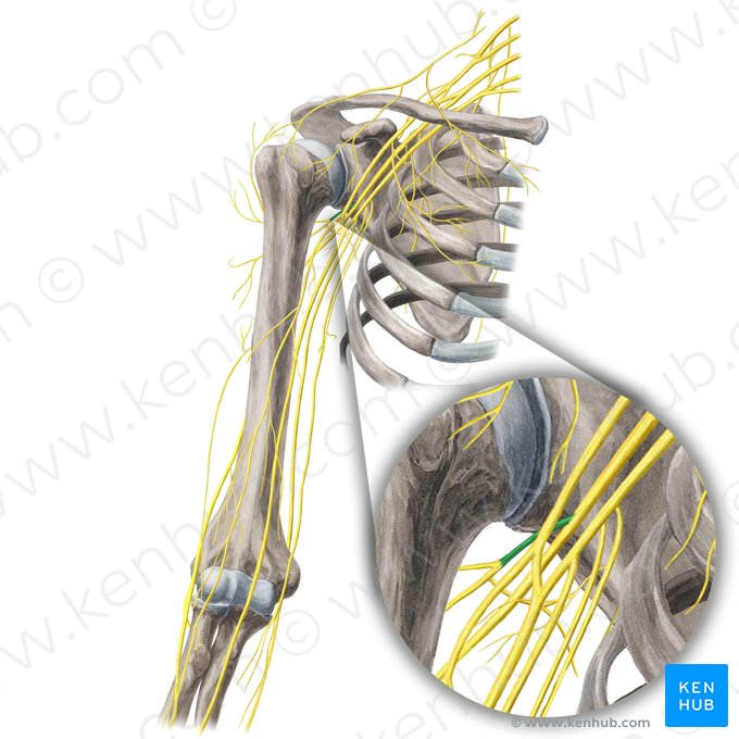 Axillary nerve (Nervus axillaris); Image: Yousun Koh