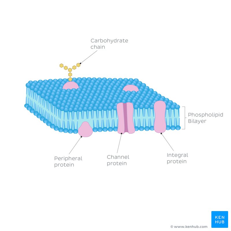 Cell Membrane