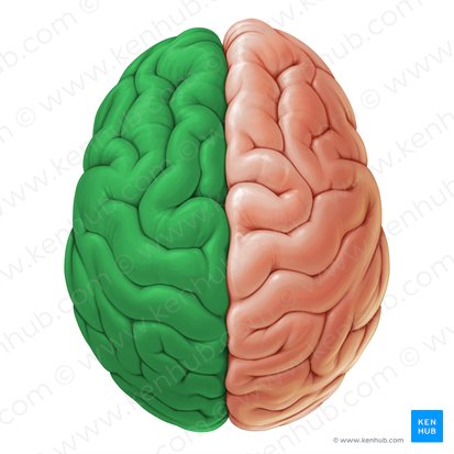 Hemisphaerium sinistrum cerebri (Linke Großhirnhemisphäre); Bild: Paul Kim