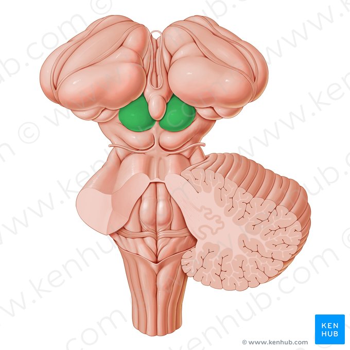 Colliculus superior (Oberer Hügel); Bild: Paul Kim