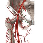 Obturator artery