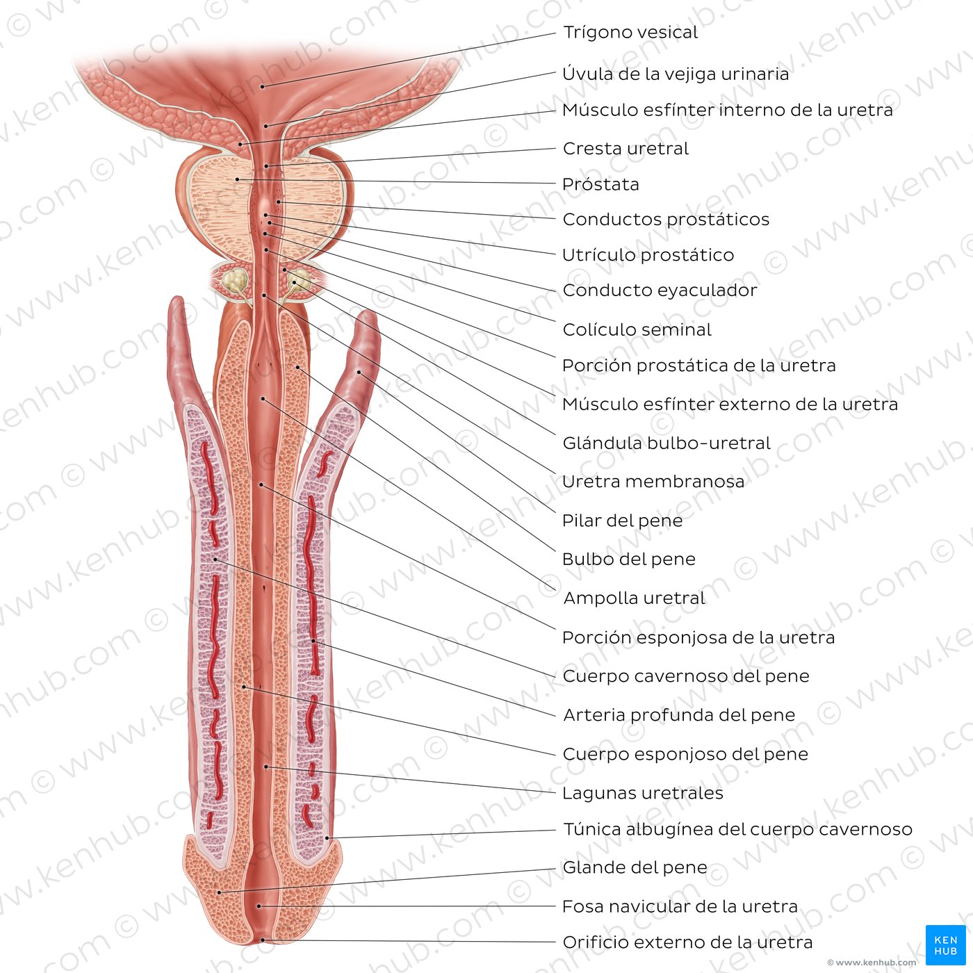 Pene y uretra masculina