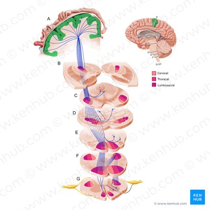 Motor cortex (Cortex motorius); Image: Paul Kim