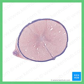 Medula espinal torácica (Medulla spinalis thoracis); Imagem: 