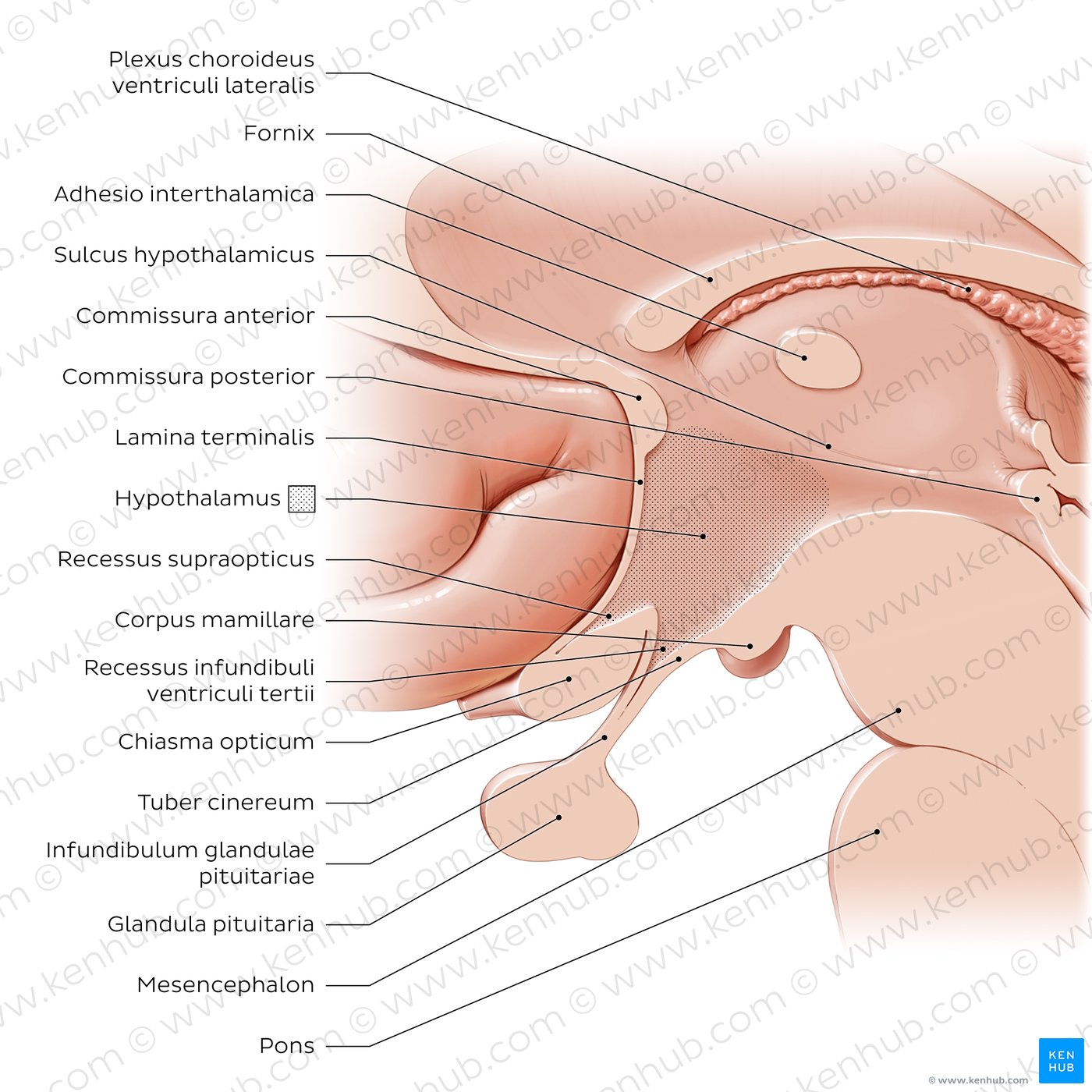 Überblick über den Hypothalamus