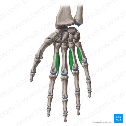 Musculi interossei palmares (Hohlhandseitige Zwischenknochenmuskeln); Bild: Yousun Koh
