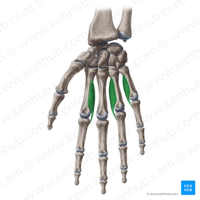 Palmar interossei muscles (Musculi interossei palmares); Image: Yousun Koh