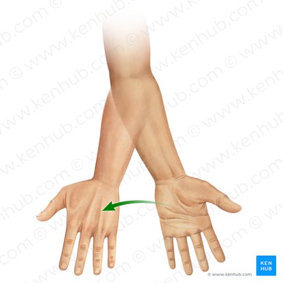 Pronation Supination Medical Term Hand Movement Outline Diagram