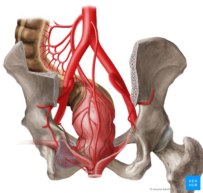 Middle rectal artery (arteria rectalis media)