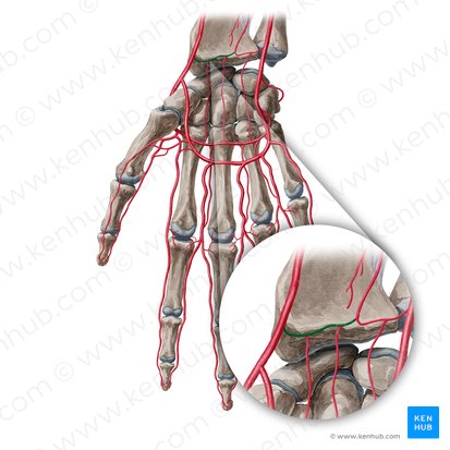 Ramo carpal palmar da artéria radial (Ramus carpeus palmaris arteriae radialis); Imagem: Yousun Koh