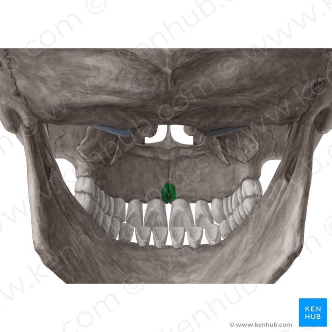 Foramen incisivo del hueso maxilar (Foramen incisivum); Imagen: Yousun Koh