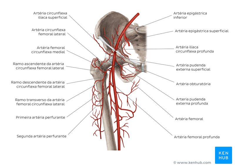 Artéria femoral e seus ramos - vista anterior