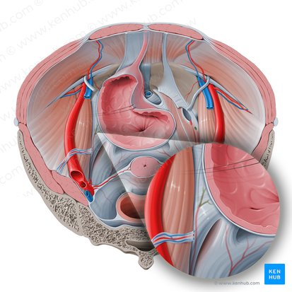Superior vesical artery (Arteria vesicalis superior); Image: Paul Kim