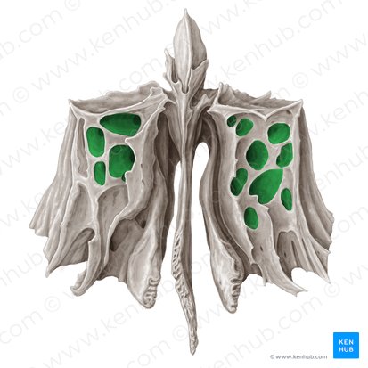 Ethmoidal cells (Cellulae ethmoidales); Image: Samantha Zimmerman