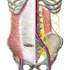 Ilioinguinal nerve