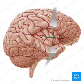 Superior and inferior cortical parts of middle cerebral artery (Partes corticales superiores et inferiores arteriae cerebri mediae); Image: Paul Kim