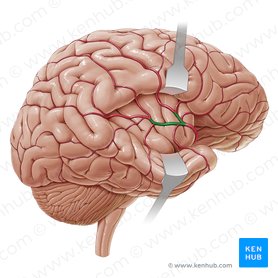 Blood supply to the brain: Anatomy of cerebral arteries | Kenhub