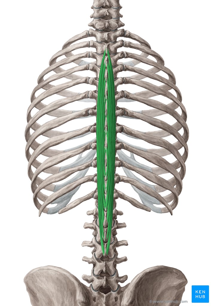 Músculo espinhal torácico - vista posterior (verde)