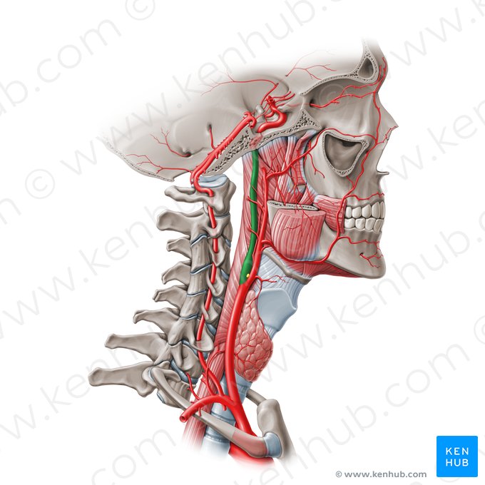 Cervical part of internal carotid artery (C1) (Pars cervicalis arteriae carotidis internae (C1)); Image: Paul Kim