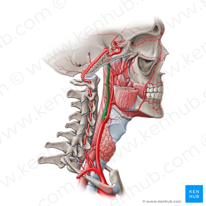 Segmento cervical de la arteria carótida interna (C1) (Pars cervicalis arteriae carotidis internae (C1)); Imagen: Paul Kim