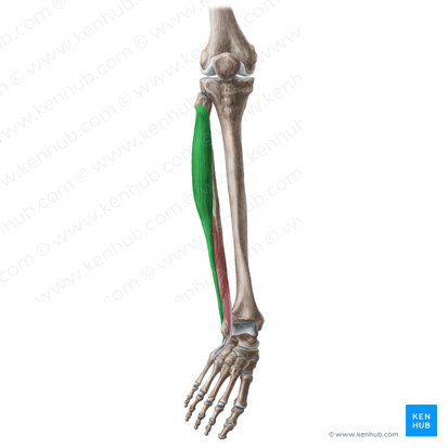 Músculo fibular largo (Musculus fibularis longus); Imagen: Liene Znotina