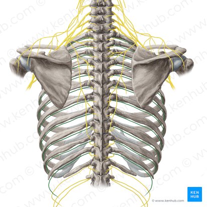 Nervo intercostal (Nervus intercostalis); Imagem: Yousun Koh