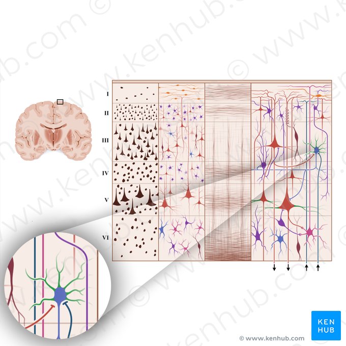 Dendrites (Dendrita); Image: Paul Kim