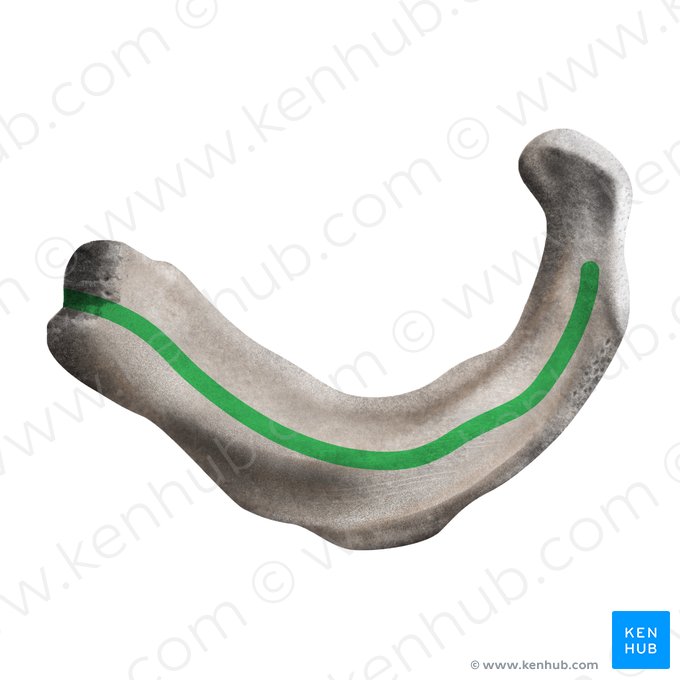 Insertion supérieure du muscle intercostal interne de la 1ère côte (Insertio superior musculi intercostalis interni costae 1); Image : Mao Miyamoto