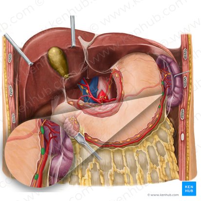 Left gastroomental lymph nodes (Nodi lymphoidei gastroomentales sinistri); Image: Begoña Rodriguez
