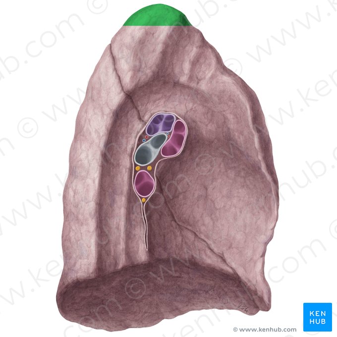 Apex of left lung (Apex pulmonis sinistri); Image: Yousun Koh