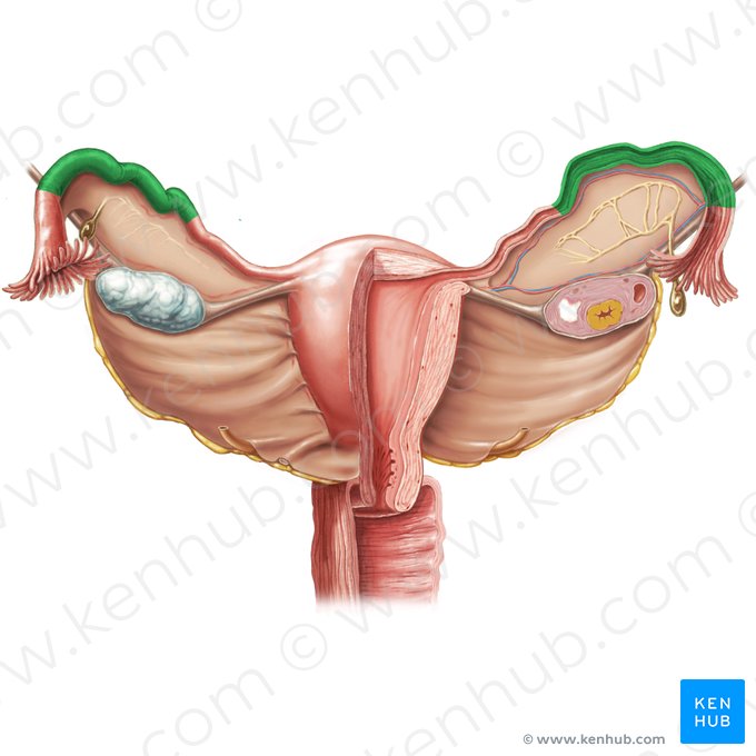 Ampola da tuba uterina (Ampulla tubae uterinae); Imagem: Samantha Zimmerman