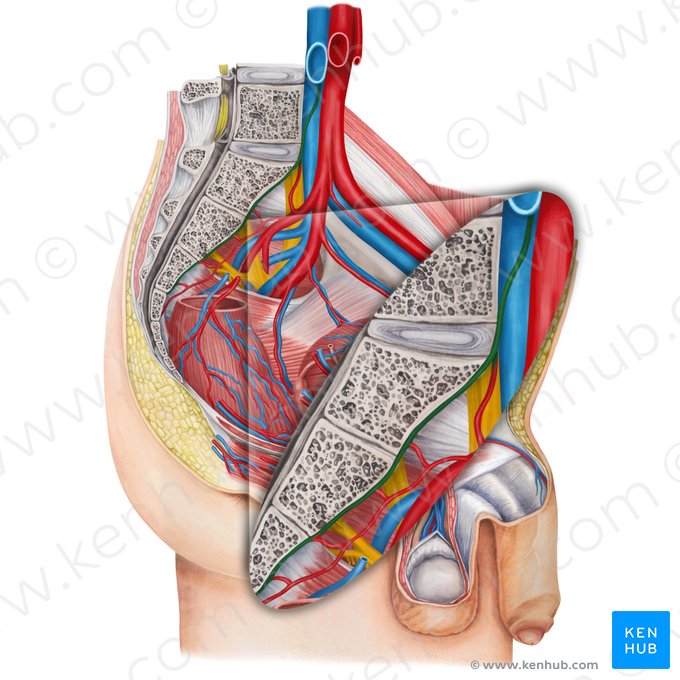 Median sacral artery (Arteria sacralis mediana); Image: Irina Münstermann