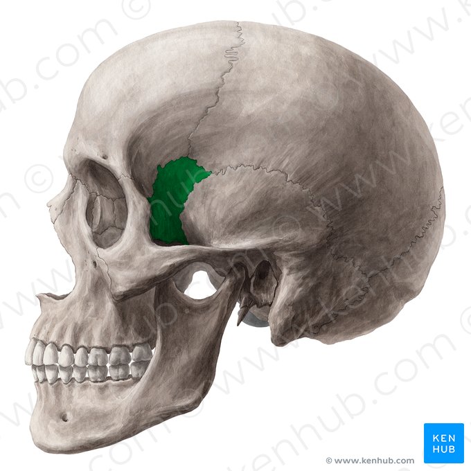 Asa maior do osso esfenoide (Ala major ossis sphenoidalis); Imagem: Yousun Koh