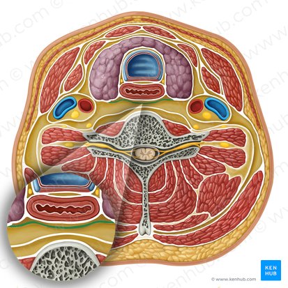 Fascia bucofaríngea (Fascia buccopharyngea); Imagen: Irina Münstermann