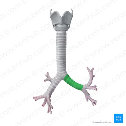 Thorax Lage Aufbau Organe Blutgef e Kenhub