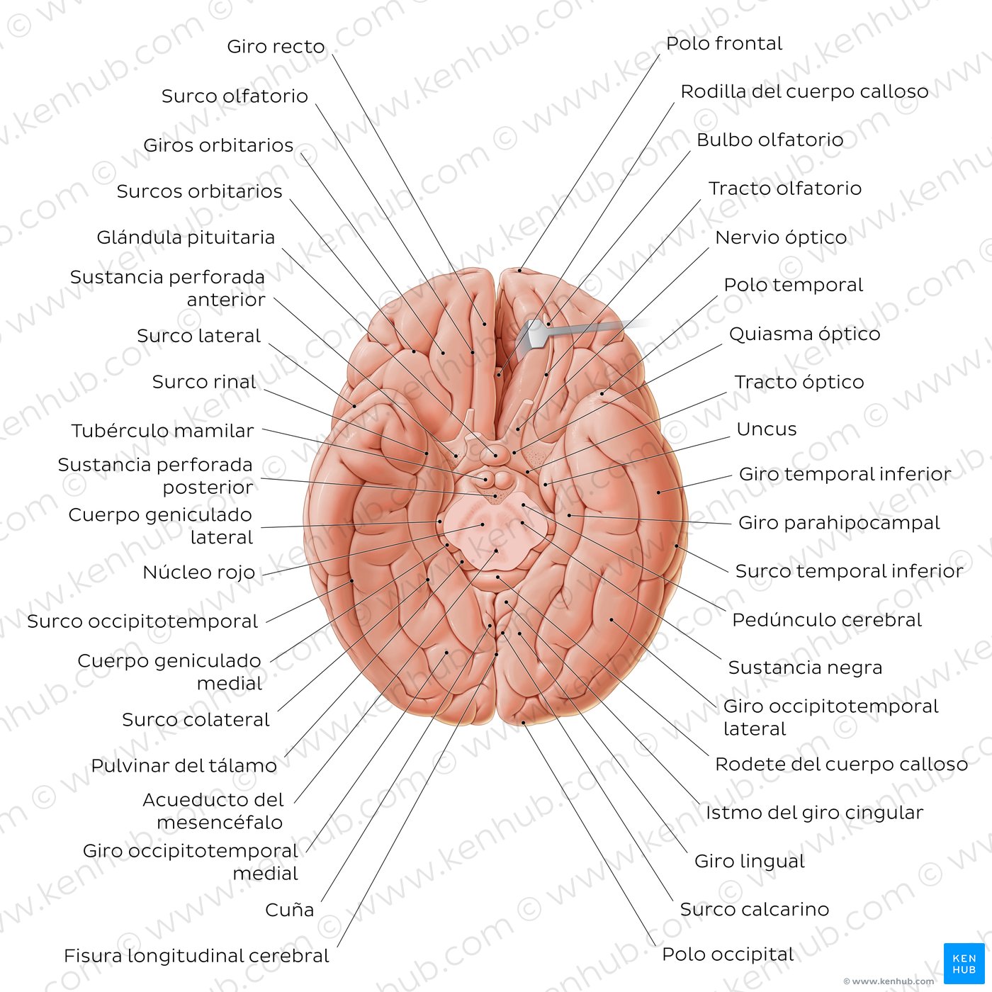 Visión de la base del encéfalo mostrando el mesencéfalo y sus estructuras relacionadas