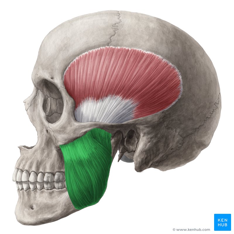 Músculo masseter (verde) - vista lateral esquerda