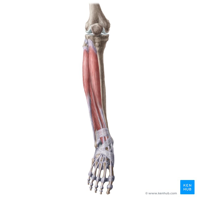 Muscles of the lateral compartment of the leg: fibularis longus, fibularis brevis