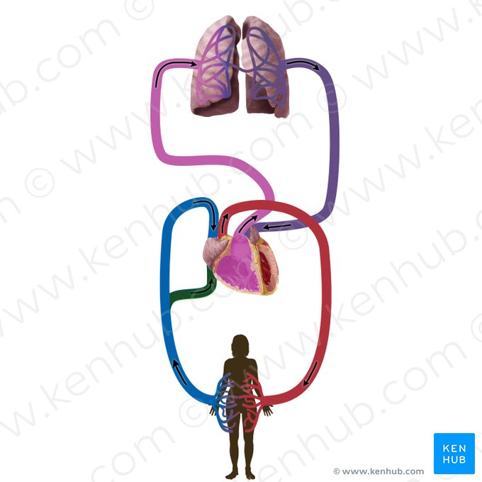 Veine cave inférieure (Vena cava inferior); Image : Begoña Rodriguez