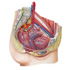 Blood supply of the female pelvis