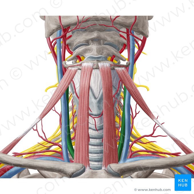 Common carotid artery (Arteria carotis communis); Image: Yousun Koh