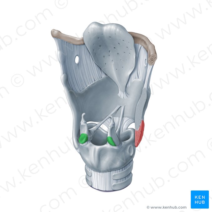 Processus muscularis cartilaginis arytenoideae (Muskelfortsatz des Stellknorpels); Bild: Paul Kim