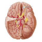 Arteries of the brain II