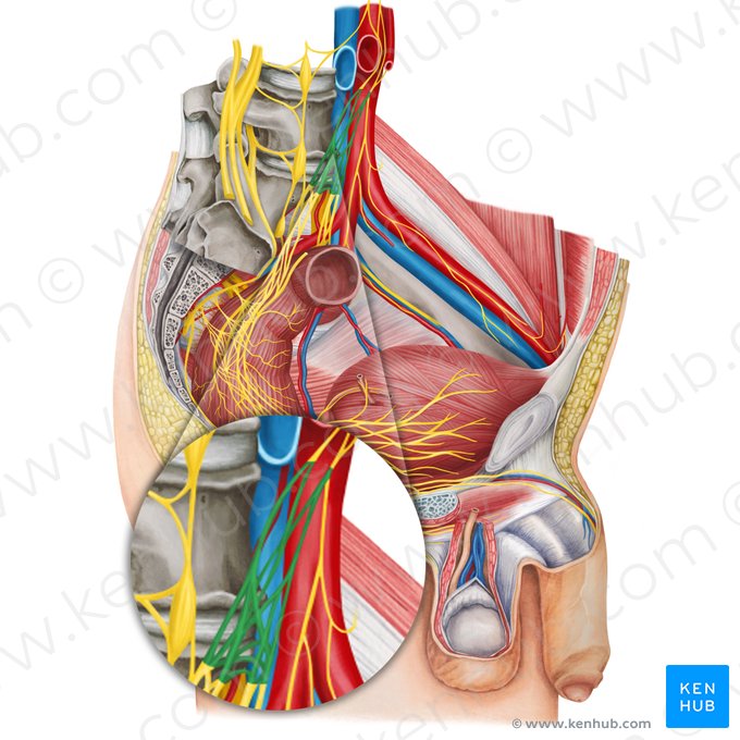 Superior hypogastric plexus (Plexus hypogastricus superior); Image: Irina Münstermann