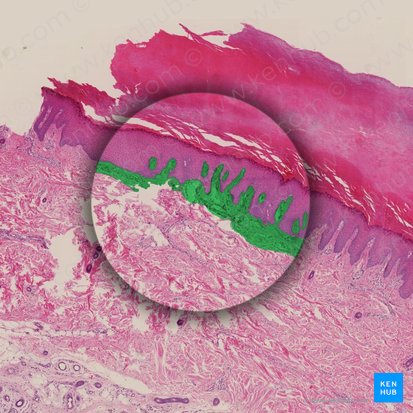 Papillary layer of dermis (Stratum papillare dermis); Image: 