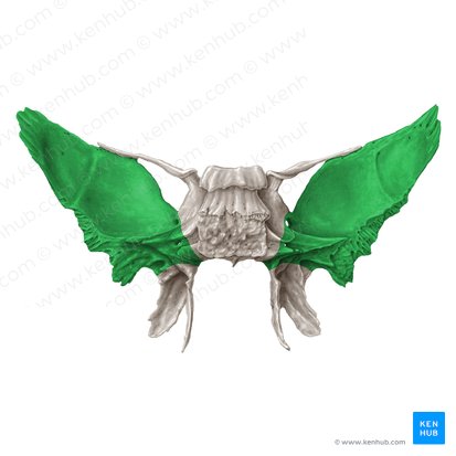 Greater wing of sphenoid bone (Ala major ossis sphenoidalis); Image: Samantha Zimmerman