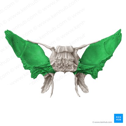 Ala mayor del hueso esfenoides (Ala major ossis sphenoidalis); Imagen: Samantha Zimmerman