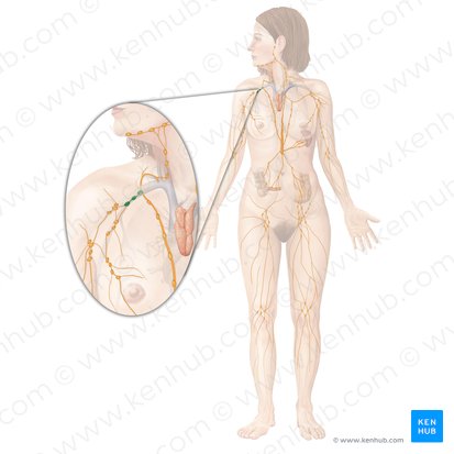 Nodi lymphoidei subclavii (Subklavikuläre Lymphknoten); Bild: Begoña Rodriguez