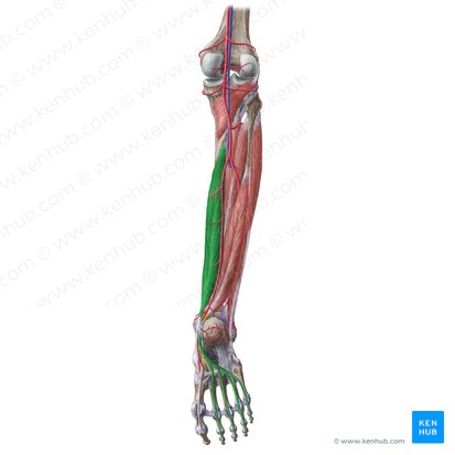Músculo flexor longo dos dedos (Musculus flexor digitorum longus); Imagem: Liene Znotina