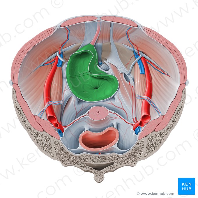 Urinary bladder (Vesica urinaria); Image: Paul Kim